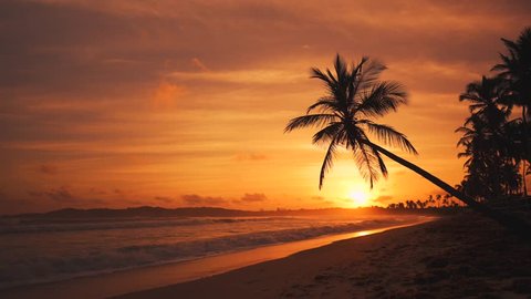 Beautiful golden sunset on a wild tropical beach. The sun sets over horizon, view through the silhouette of palm tree. Large waves in the background - Βίντεο στοκ