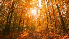 4K Change Season From Green Summer To Yellow Colors of Autumn Forest Landscape. Sunset Time lapse Timelapse Beautiful Sun Sunshine In Autumn Woods. Sunlight Shine Through Foliage In Trees Woods. Fall - Powered by Shutterstock - Get 15% off with code: PIKWIZARD15