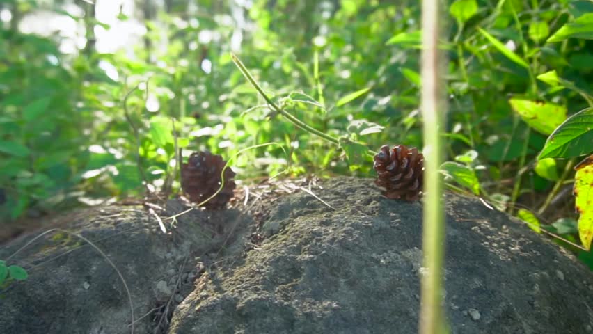 pine cone that fall on mossy rocks among green bushes exposed to sunlight