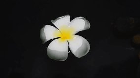 White frangipani flowers float on water surface, dark background. - Powered by Shutterstock - Get 15% off with code: PIKWIZARD15