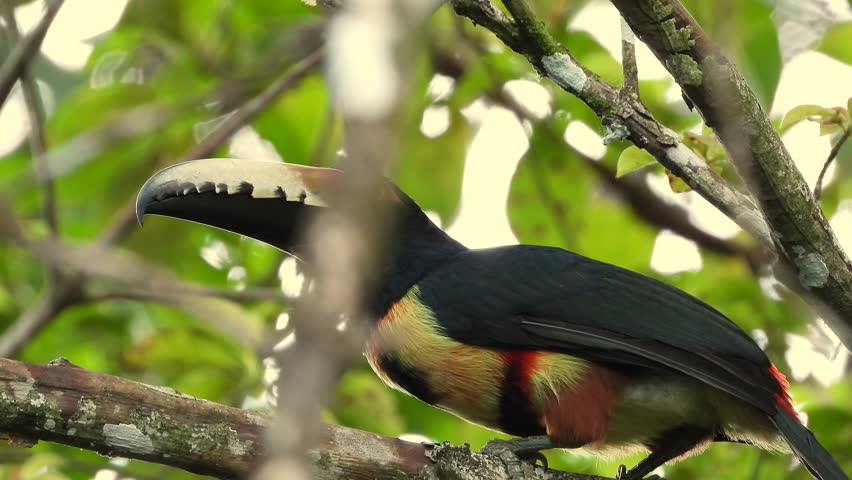 Collared Aracari sits on branch in tree canopy, looking around; close up