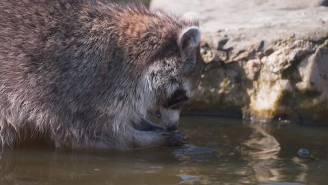 63 Raccoon Wash Stock Video Footage - 4K and HD Video Clips | Shutterstock