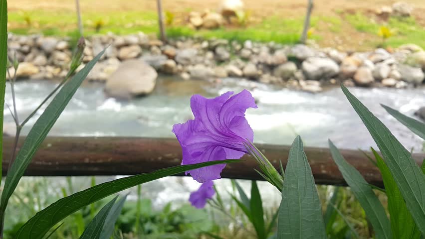 Purple mexican petunias flower or ruellia simplex with river and rocks in background. Blurred background. | Shutterstock HD Video #1098177875