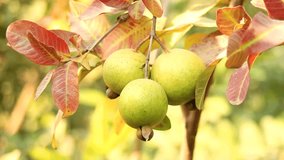 4k footage of of guavas hanging on the tree's branch. Hanging guava fruit. Close up of guavas . Healthy food concept. Guava. Ripe Tropical Fruit Guava on Guavas Tree. Guava fruit garden. Guavas tree.