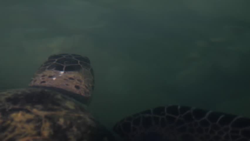 Green sea turtle of the Ogasawara Islands