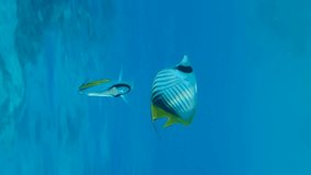 Vertical video, close-up of Butterflyfish slowly swim in the blue water. Cross Stripe Butterfly or Threadfin Butterflyfish (Chaetodon auriga), Sllow motion