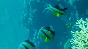 Vertical video, group of bannerfish swim over coral reef in the blue water. Red Sea Bannerfish (Heniochus intermedius) Slow motion