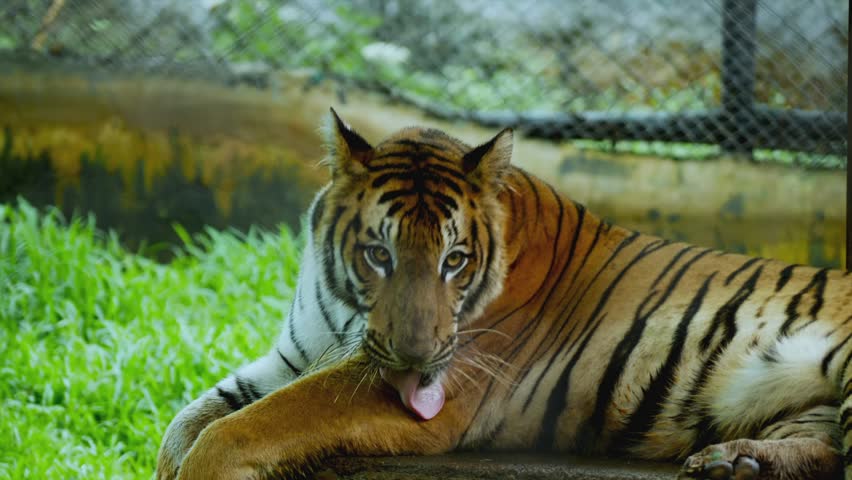 The tiger (Panthera tigris) is the largest living cat species and a member of the genus Panthera. | Shutterstock HD Video #1098190085