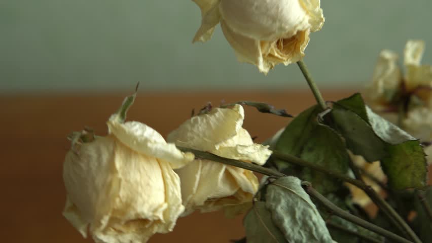 bouquet of dry roses. withered flowers, holiday ended anti valentine's day, sadness Royalty-Free Stock Footage #1098190189
