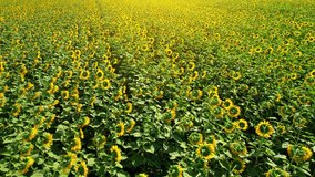 Drone is flying over a beautiful sunflower fields, sunflower fields is a popular tourist destination during winter in Thailand. Tourism and travel concept. natural yellow and green background. 4K
