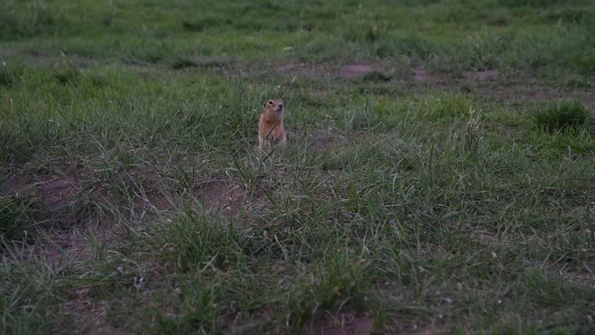 Close-up gopher crawls out of his hole.