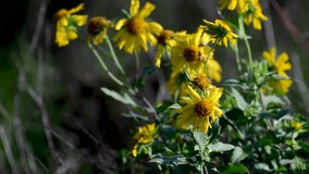 4K High resolution video close up of yellow wild flowers with insects- Rehovot Israel