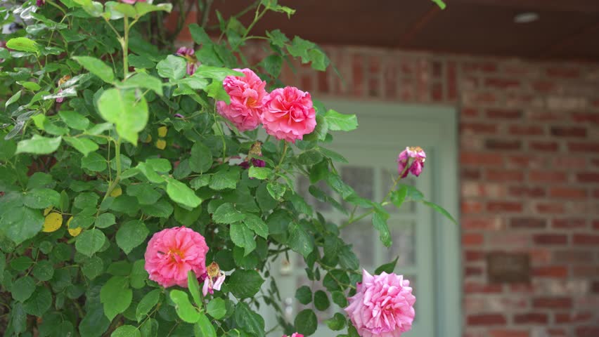 Close up of pink roses on the vine wrapped around front entrance to building that is a vacation holiday rental