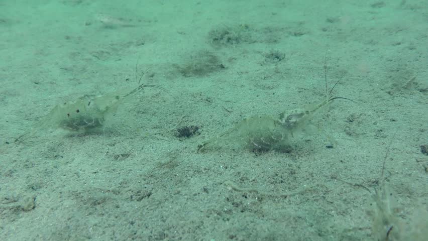 Reproduction Baltic prawn (Palaemon adspersus): several female with eggs on the abdomen on the sandy bottom.