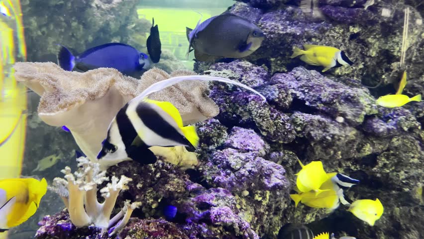 Beautiful tropical fishes in aquarium tank  vith blue water and purple corals | Shutterstock HD Video #1098198633