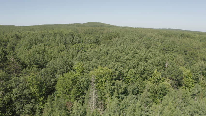 Flying Over Northern Forest Canopy Treetops in Summer in Wisconsin