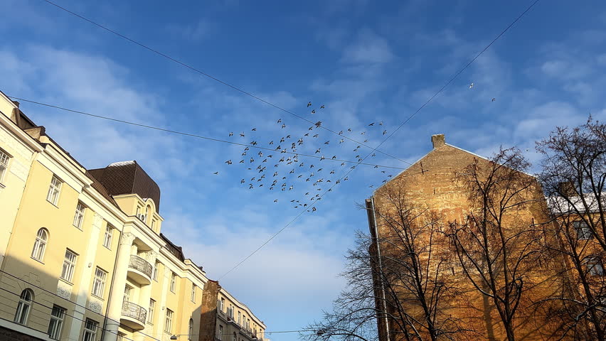 Many pigeons flying in the city against blue sky Royalty-Free Stock Footage #1098207993