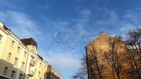 Many pigeons flying in the city against blue sky