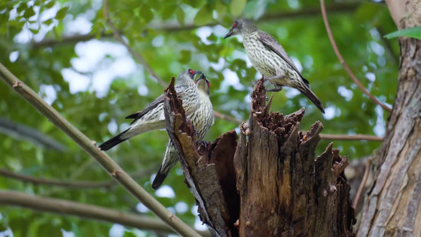 Young Immature Asian Glossy Starling Birds Fighting (Aplonis panayensis) at Tree Branch