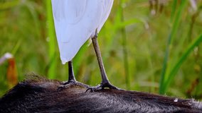 Close up shot of A white egrets bird feet standing on the buffalo's back