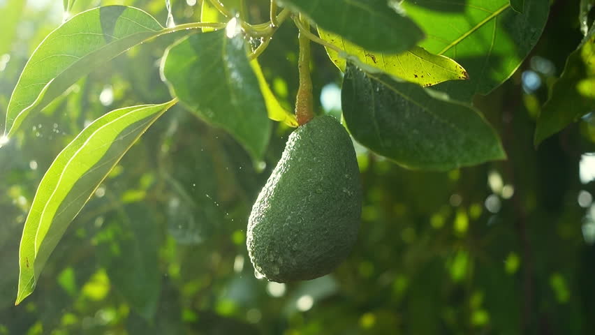 farmer picking a fresh ripe avocado close up, avocado trees in an orchard. small local produce of fruits. Raindrops falling super slow motion. Subtropical fruit growing, water-intensive crops Royalty-Free Stock Footage #1098211067