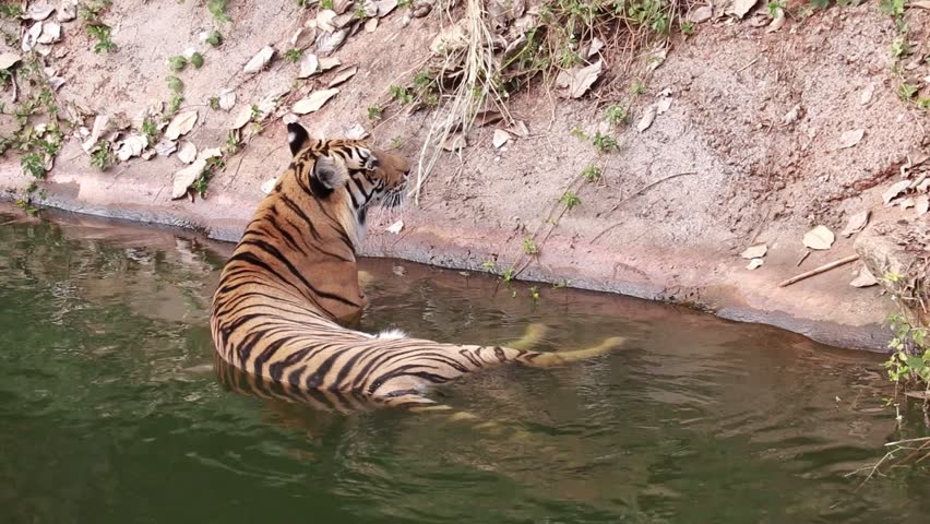 Tiger walking in nature, Tiger live in nature.