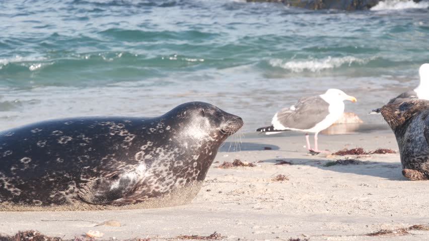 Wild spotted fur seals rookery, pacific harbor sea lions resting, sandy ocean beach, La Jolla wildlife, California coast, USA. Marine animals colony or herd in natural habitat by water. Seagull birds.