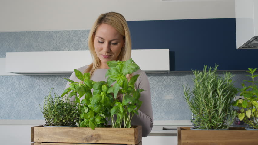 Caucasian woman holding sharp shears and pruning fresh thyme and basil plants, in a pot of green aromatic herbs, close-up shot. Indoor herb garden concept.