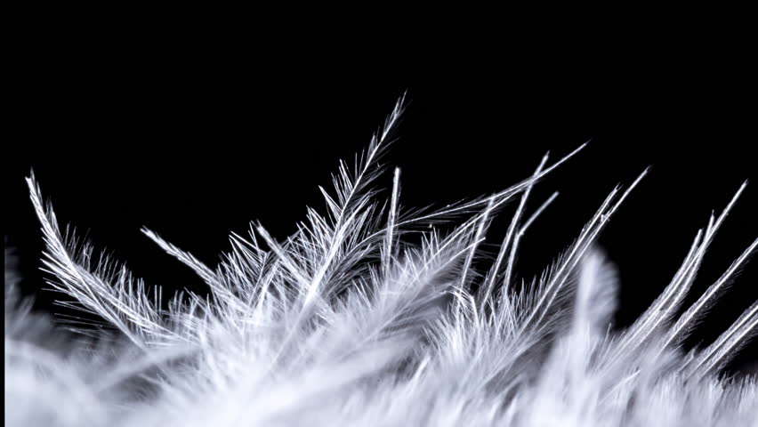 Beautiful white quill pen close-up isolated on black background. Feather texture. 4k macro raw video with smooth camera movement. Studio shooting. 60 fps. | Shutterstock HD Video #1098218855