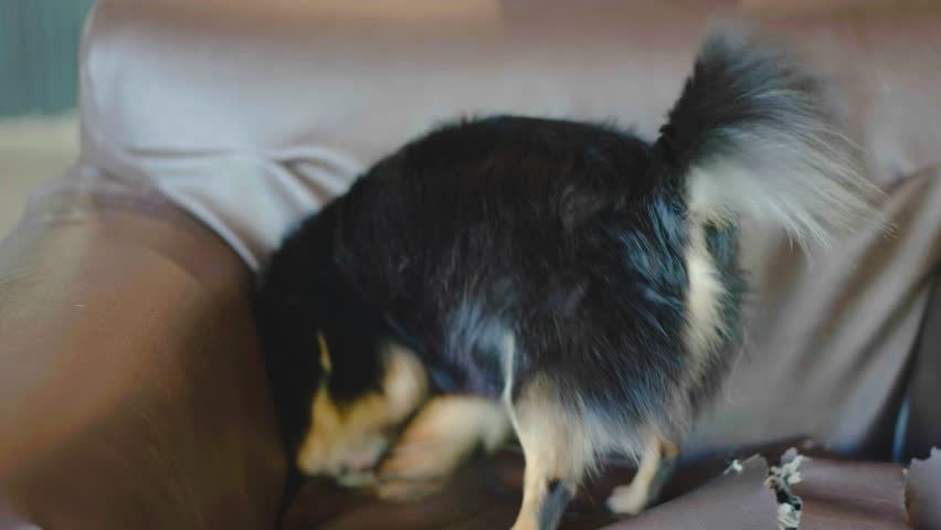 Naughty puppy was left at home alone and started making a mess, wrecked furniture by the family pet Royalty-Free Stock Footage #1098220671