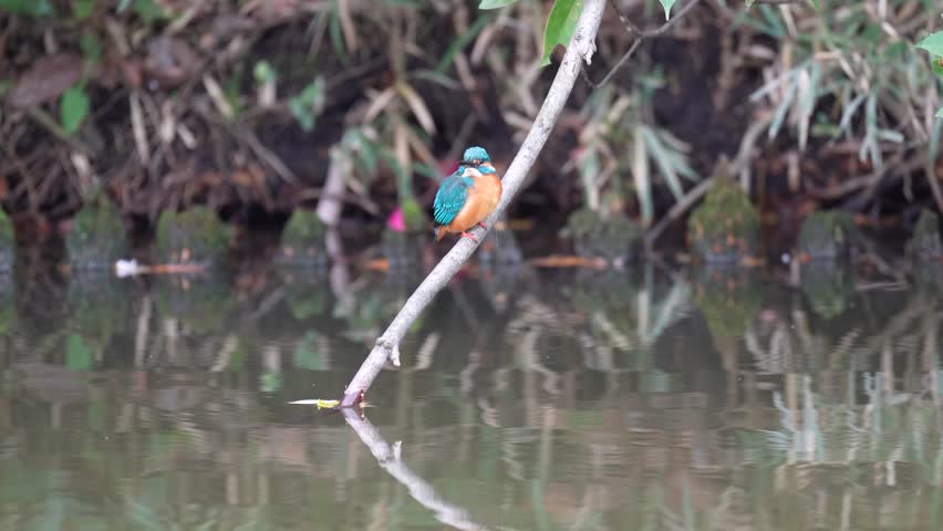kingfisher is hunting a fish