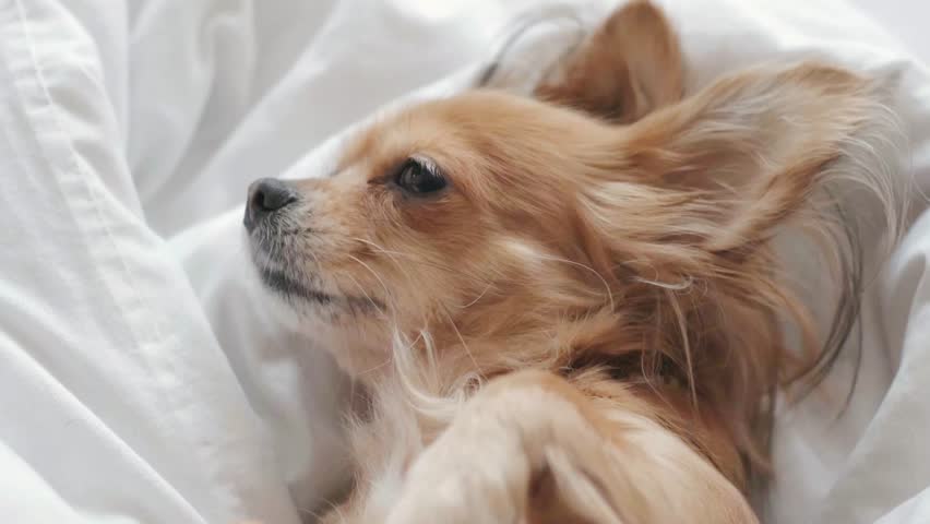Cute red-haired chihuahua lying under the blanket on bed looking at camera | Shutterstock HD Video #1098223915