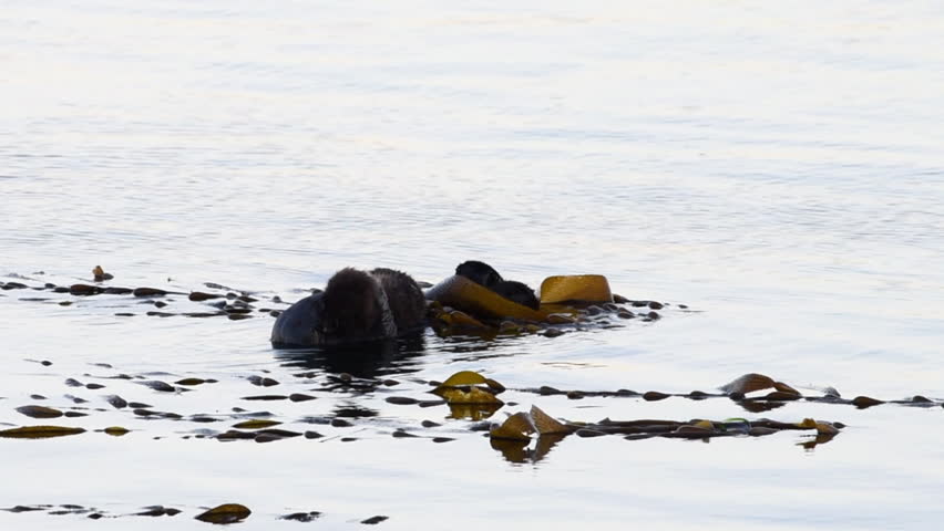 HD video of a female California Sea Otters grooming baby otter in shallow ocean waters close to shore, secured with kelp. Sea otters spend much of their time grooming. 

