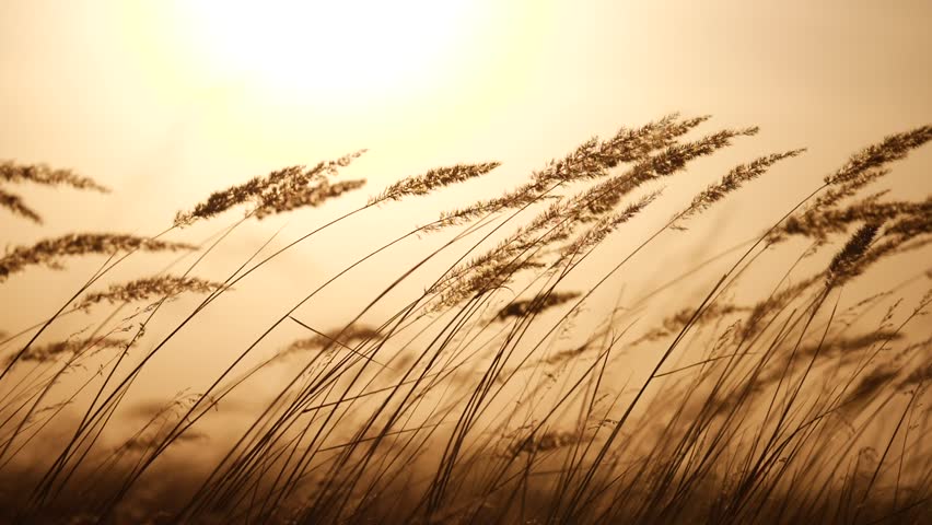 grass silhouette at sunset. ears of sunlight wild grass silhouette a evening nature background concept. field in the park. wind sway grass silhouette landscape Royalty-Free Stock Footage #1098230761