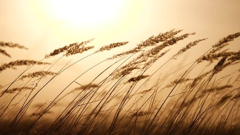 grass silhouette at sunset. ears of sunlight wild grass silhouette a evening nature background concept. field in the park. wind sway grass silhouette landscape Video Stok