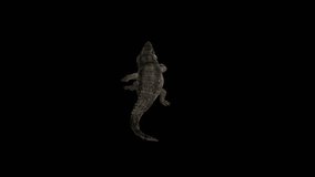 Crocodile Alligator Walk Transparent Alpha Loop video