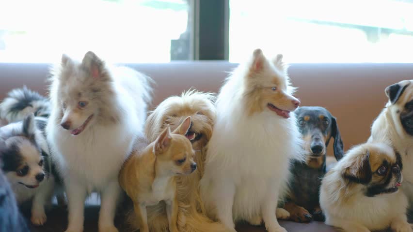 Many dog breeds friend lay down sit relax together on sofa with cheerful and happiness Royalty-Free Stock Footage #1098249749