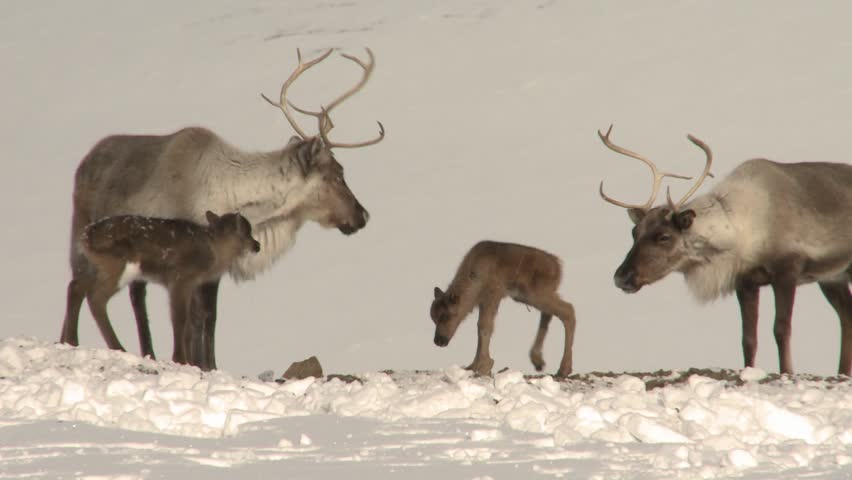 
Newborn fawn and mother in the winter tundra. Chukotka