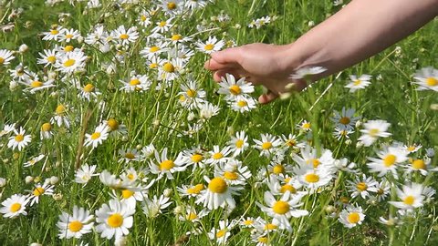 Female hand holds the daisies in the meadow. Chamomile flowers sway in the wind. 