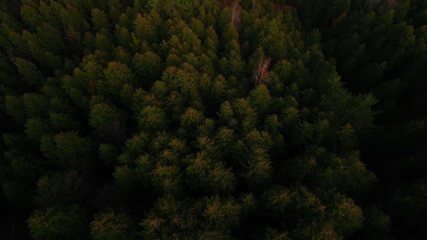 Autumn Aerial Symphony: Above the Canopy, Revel in Nature