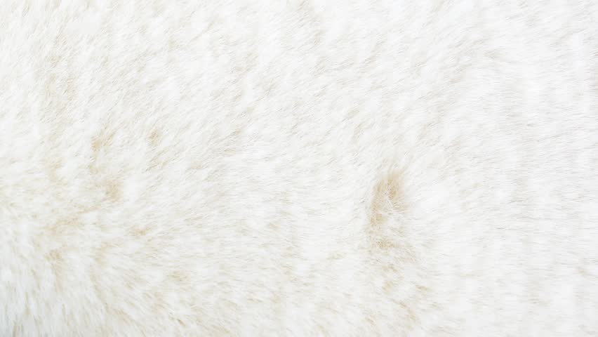 White fur texture background moving video | Shutterstock HD Video #1098252499