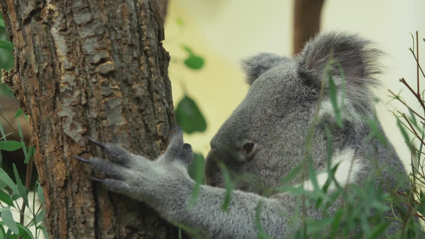 Portrait of koala (Phascolarctos cinereus) eats eucalyptus leaves and yawns Royalty-Free Stock Footage #1098253401