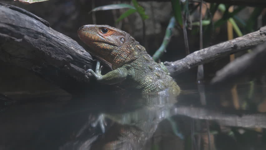 The northern caiman lizard (Dracaena guianensis) getting out of water