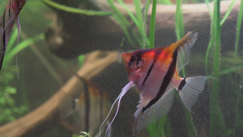 Rio Manacapuru red back freshwater angelfish (Pterophyllum scalare) | Shutterstock HD Video #1098253497