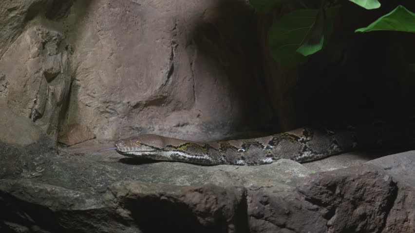 Big beautiful reticulated python (Malayopython reticulatus) snake crawling slowly on a rock Royalty-Free Stock Footage #1098253543