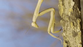 Vertical video, Close-up of praying mantis slowly hides behind branch on the grass and blue sky background. European mantis (Mantis religiosa)