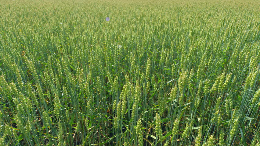 Young wheat ear. Green field of early wheat. Bautiful green wheat field agricultural farm concept. Wide shot.