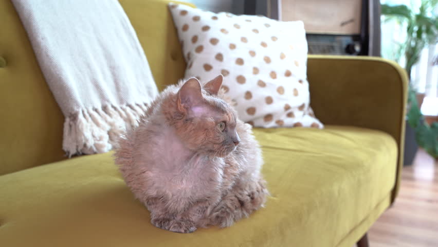 Devon Rex cat sitting and watching Royalty-Free Stock Footage #1098255415