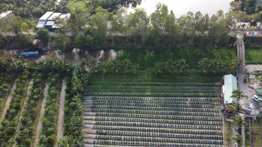 Pinwheel field at Thien Anh farm, address Chau Doc City, An Giang, Vietnam.