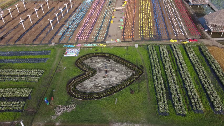Pinwheel field at Thien Anh farm, address Chau Doc City, An Giang, Vietnam.